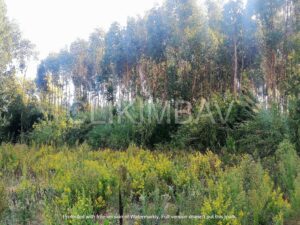 terreno-serra-do-bouro-clikimbav-venda