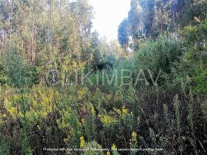 terreno-serra-do-bouro-clikimbav-venda