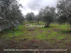 terreno-maceira-leiria-clikimbav